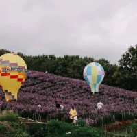 ทุ่งดอกไม้บนเนินเขา ที่ ไฮเดรนเยีย คาเฟ่ เขาค้อ