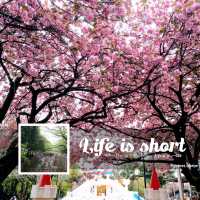 滿屏櫻花的視覺體驗🌸amazing