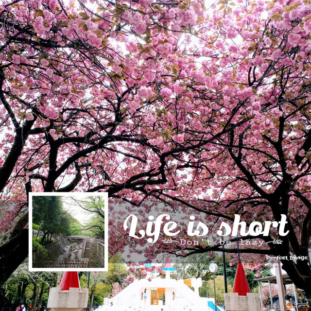 滿屏櫻花的視覺體驗🌸amazing