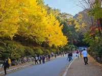 The glittering foliage at Yeonhwagyo, Guinsa at Danyang