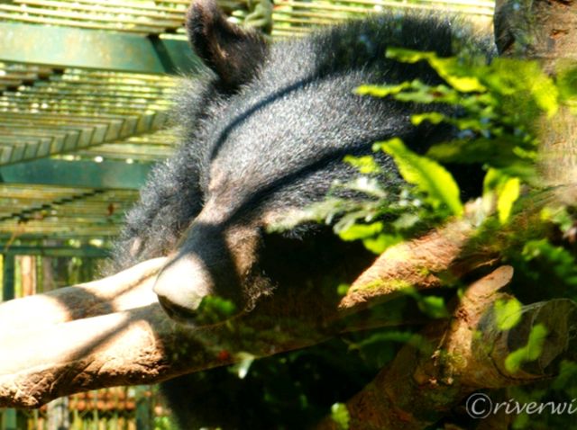 【ラオス】エメラルドグリーンの段滝とクマ牧場の「クアンシーの滝」