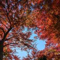 醉人的紅葉銀河，漫步千年古剎「中尊寺」