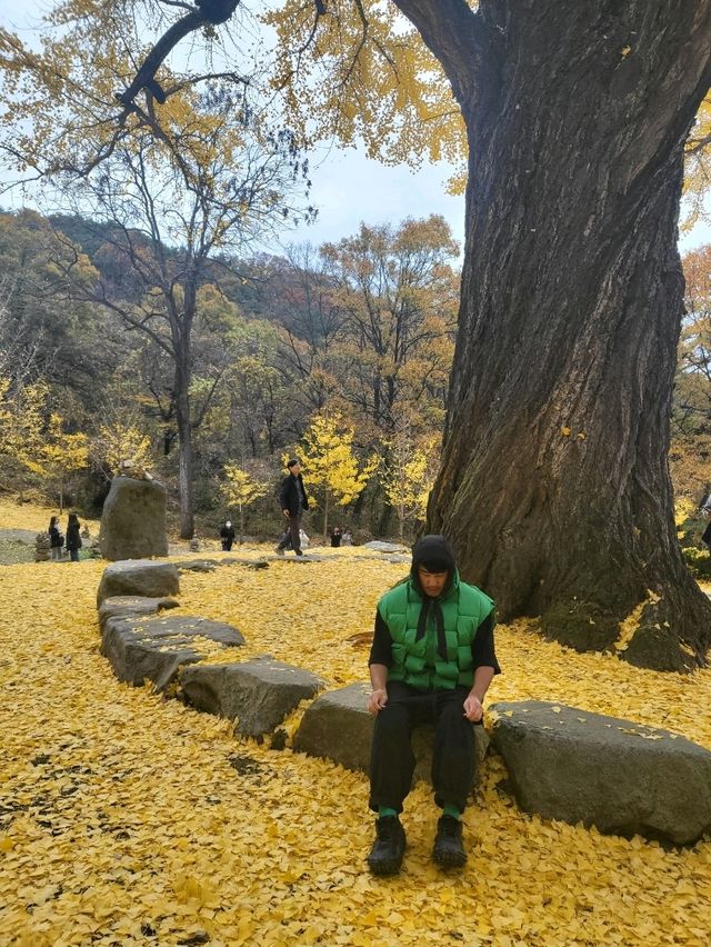 950년된 칠곡 말하는 은행나무