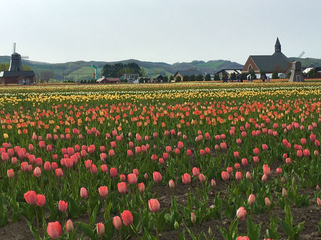 สวยสุดใจ!! ทุ่งดอกทิวลิป ในฮอกไกโด