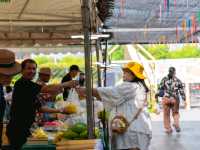 ชมทุ่งทานตะวันใกล้กรุงเทพฯ ปทุมธานี ลาดหลุมแก้ว