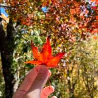 Discover the beauty of Wuling Farm in Taiwan