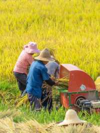 Fengyan Ancient Terraces (凤堰古梯田): A Timeless Agricultural Marvel