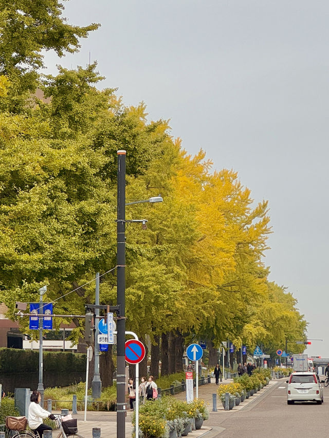 🍂 黄金色に輝く秋の風景：横浜日本大通り 🌳  