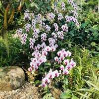 Discover Sawadee Garden, Chiang Mai
