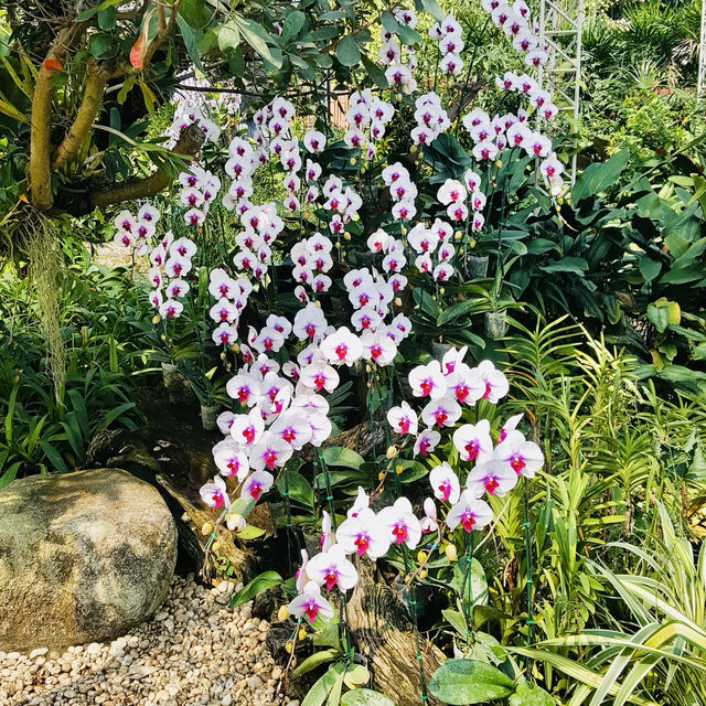 Discover Sawadee Garden, Chiang Mai