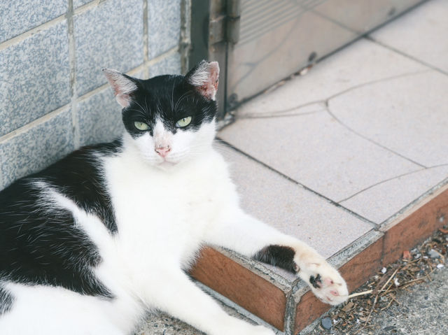 瑞芳猴硐貓村🐱台灣最可愛的貓貓都在這裡了吧！