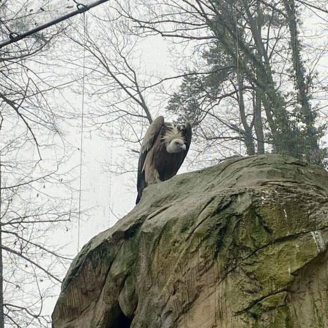 A Wild Adventure at Alpenzoo Austria 🇦🇹 