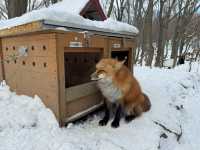 Feeling Foxy at Zao Fox Village