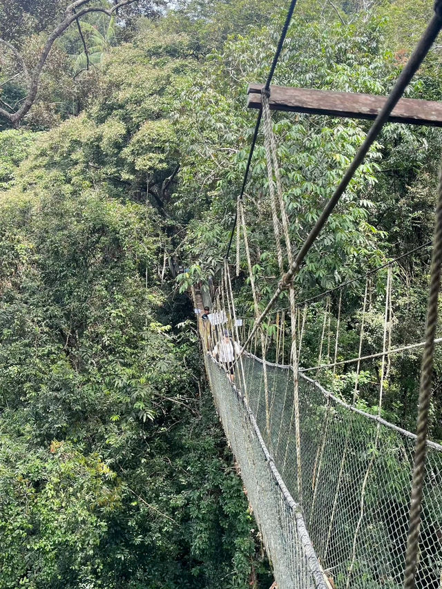 Exploring the Wild: My Adventure at Taman Negara National Park, Malaysia
