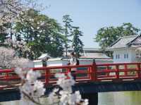 《小田原》名城の春景色