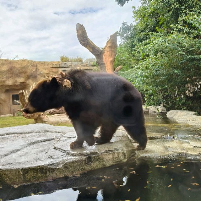 kobe animal kingdom สวนสัตว์ในร่ม แต่สัตว์เยอะมาก