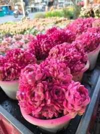 ตลาดต้นไม้จตุจักร 2025🍀