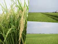 Selangor’s Hidden Oasis of Green and Gold: Sekinchan Padi Fields