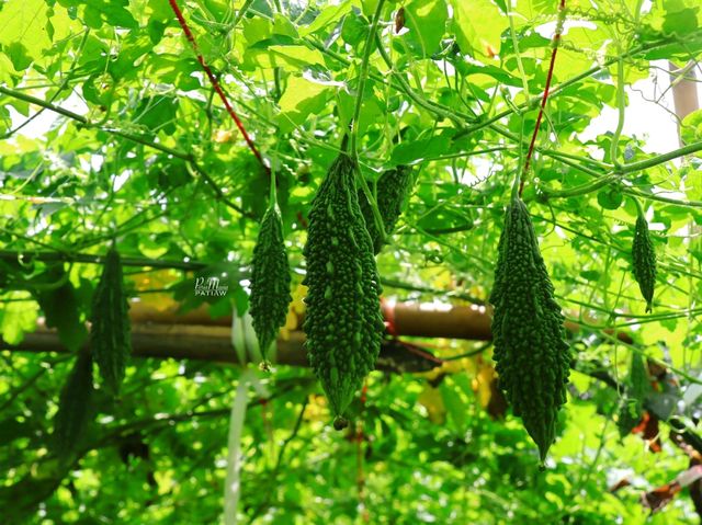 ไร่องุ่นมีสุข ที่เที่ยวสวนผึ้ง