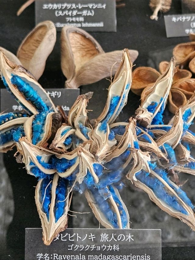 【熱帯の植物が一年中楽しめる】