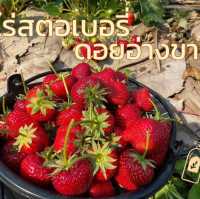 ไร่สตอเบอรี่ ดอยอ่างขาง