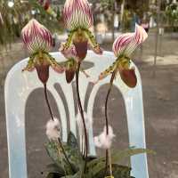 งานมีจฉาบานตำนานเขาสมิงครั้งที่4
