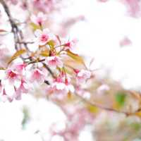 ซากุระบานเมืองไทยแล้วนะ