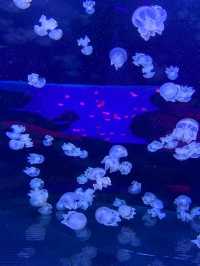 Let's go to Sea Life Bangkok