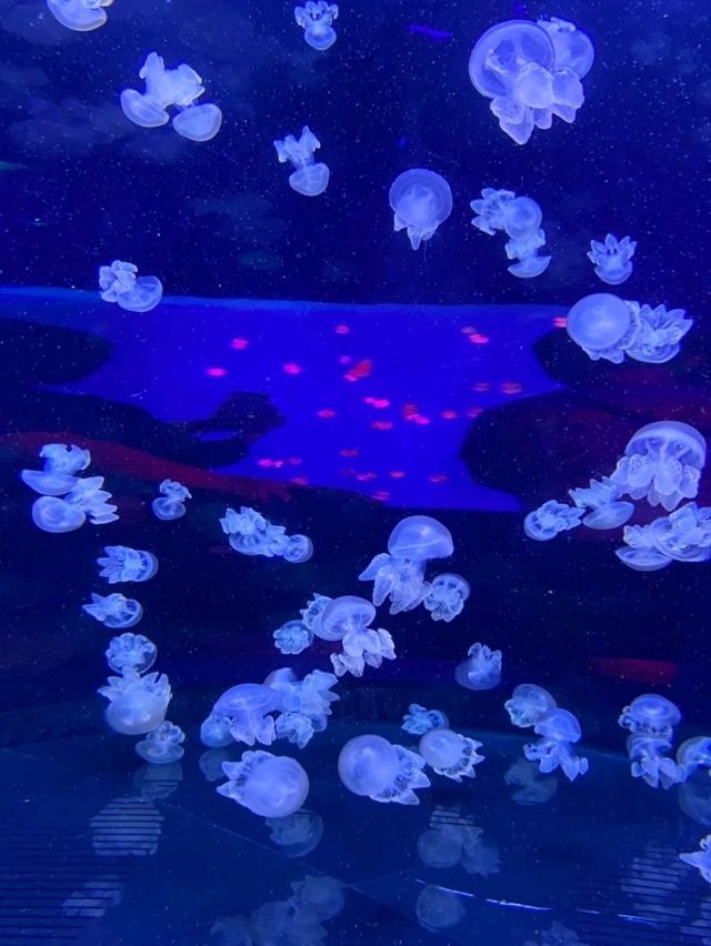 Let's go to Sea Life Bangkok
