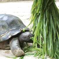 A Safari in the City: Majestic Creatures and Lush Landscapes at Singapore Zoo