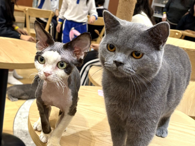 深圳2日遊行程推介