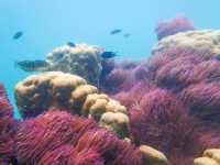 ดำน้ำเกาะจาน เกาะท้ายทรีย์ หาดวนกร ประจวบฯ