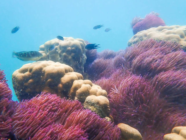 ดำน้ำเกาะจาน เกาะท้ายทรีย์ หาดวนกร ประจวบฯ