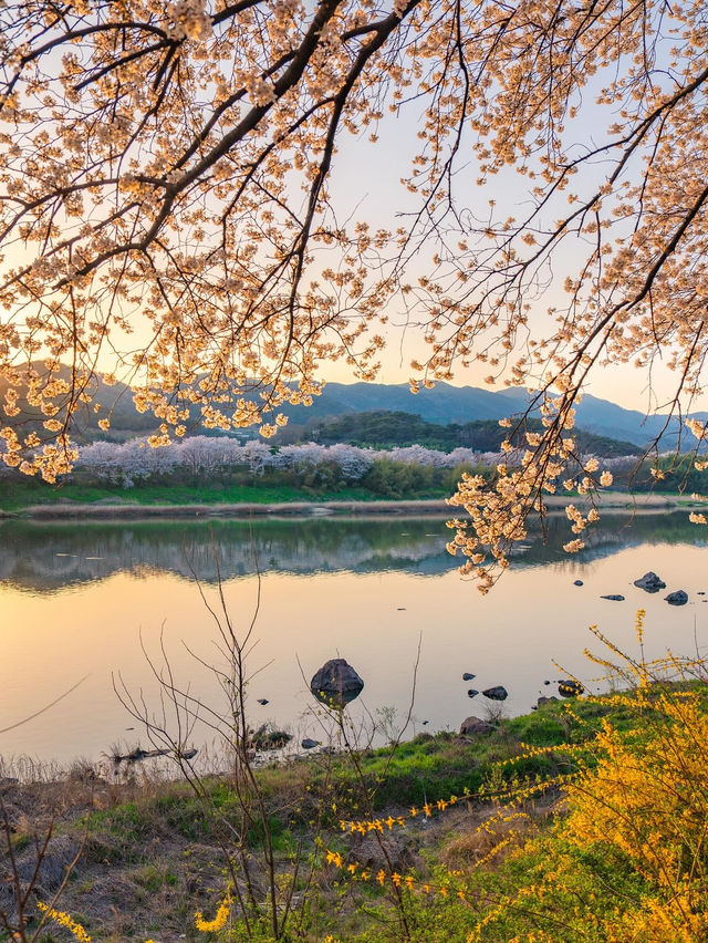 구례 섬진강 노을빛 벚꽃길🌸✨