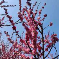 The Beauty of Plum blossoms in March on Century Park Shanghai 世紀公園