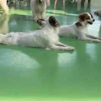 たくさんのわんちゃんと触れ合える癒しの空間『つくばわんわんランド』
