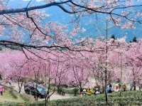 山上人家櫻花美景