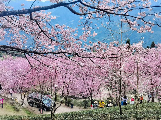山上人家櫻花美景