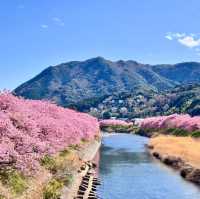 ～荒子川水邊綠地~櫻花下的悠然時光～