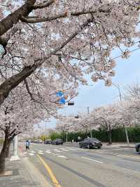 🌸서울 여의도 벚꽃축제, 사람없는 스팟 추천🌸