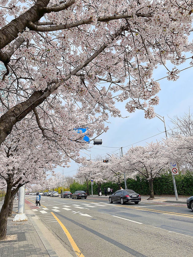 🌸서울 여의도 벚꽃축제, 사람없는 스팟 추천🌸