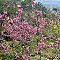 Nago Castle Park