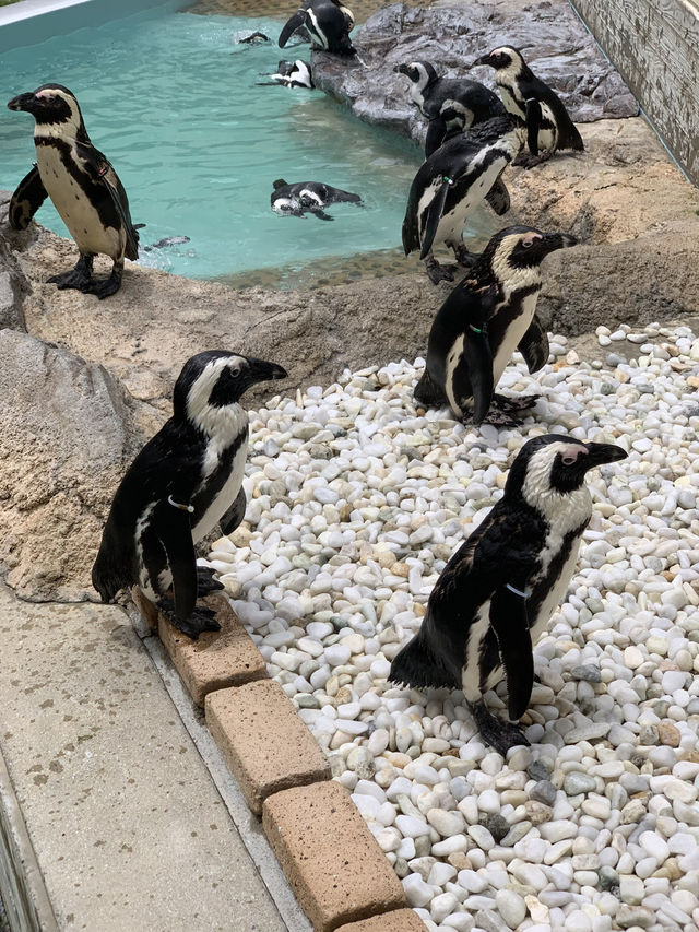 🌊 福岡博多海之中道：花園與海洋的奇幻之旅 🌸