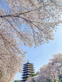 Ultimate Spring Guide to Gyeongju 🌸