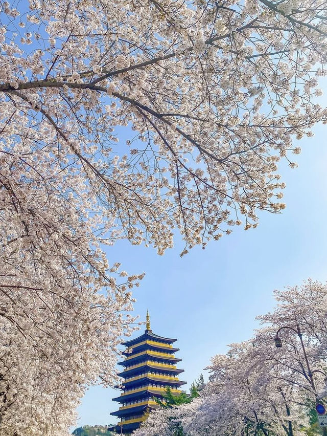 Ultimate Spring Guide to Gyeongju 🌸