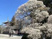 One day trip จุดท่องเที่ยวแถวนาริตะ 