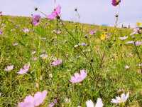 Anseong Farmland Flower Festival Review