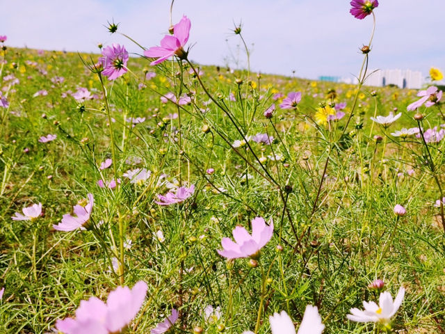Anseong Farmland Flower Festival Review