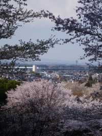 【栃木×春の那須旅】13万本の水仙と桜のコラボが見られる公園