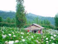 ทุ่งไฮเดรนเยียที่สวยงามและใหญ่มาก